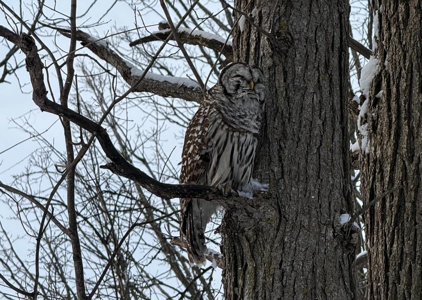 Chouette rayée, perchée sur une branche dans un arbre
