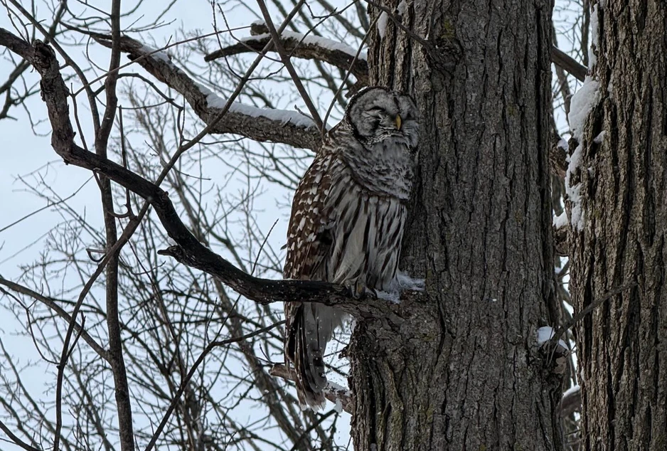 Chouette rayée, perchée sur une branche dans un arbre